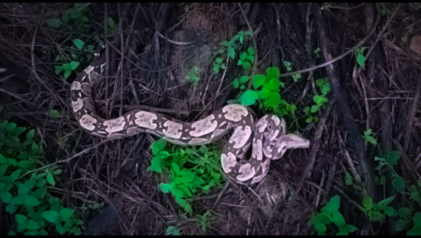 Pelotão Ambiental resgata cobras e orienta sobre prevenção a acidentes