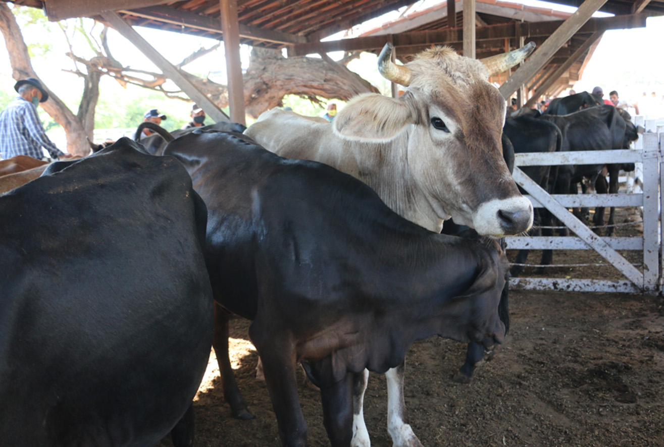 Secretaria vai apresentar projeto de inseminação artificial em vacas para produtores