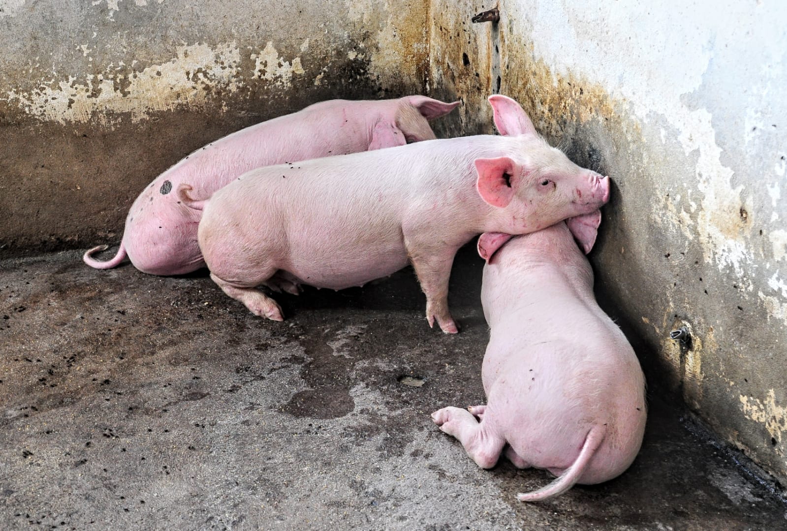 Produção de suínos em Mossoró será tema de capacitação no Sebrae