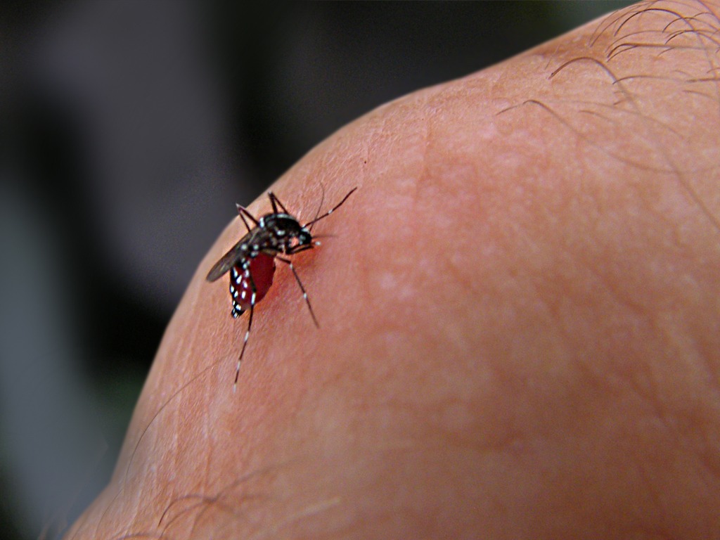 Levantamento aponta baixo risco de infestação do mosquito da dengue em Mossoró
