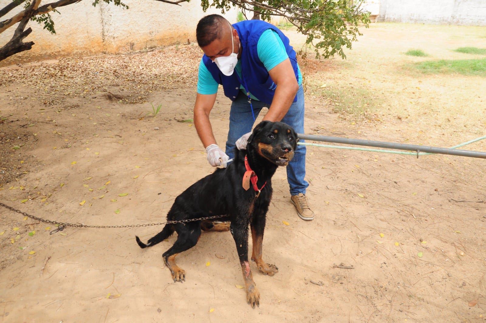 Campanha de vacinação antirrábica começa em Mossoró com doses para cães e gatos na sede do CCZ