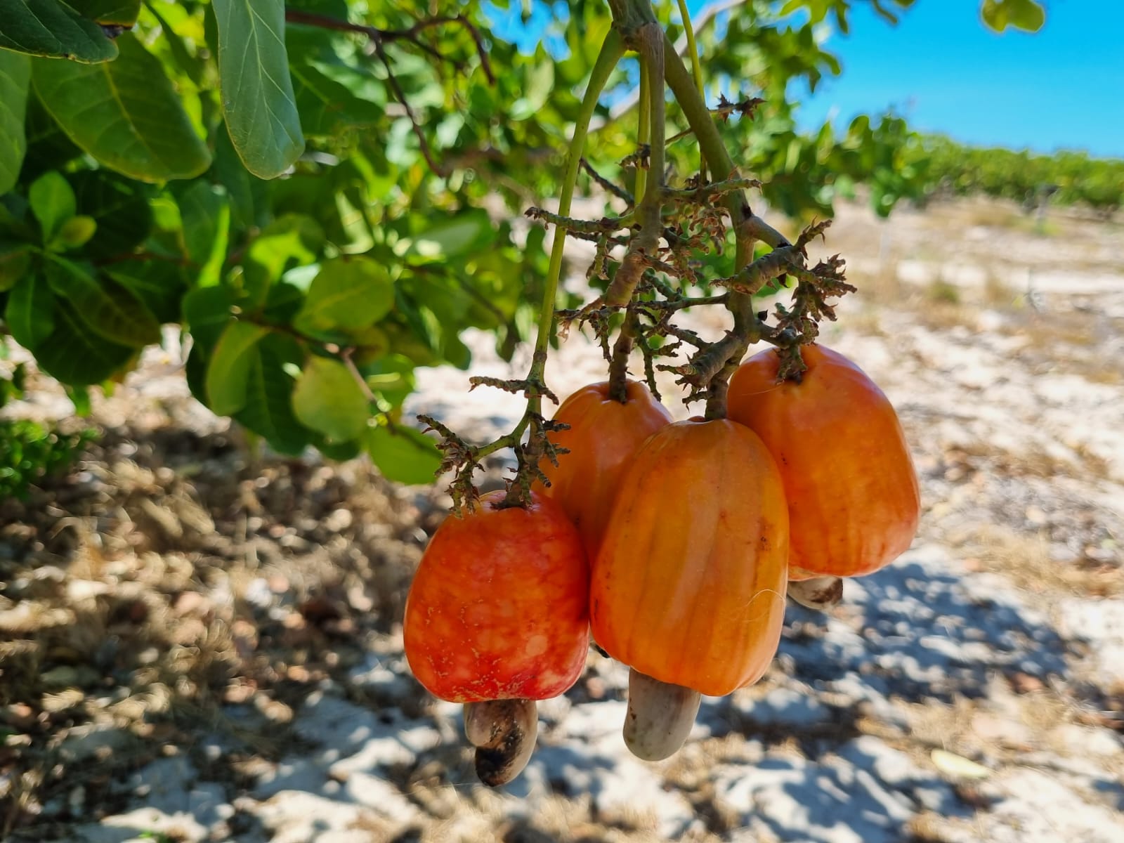 “Mossoró Rural’: consultoria de fruticultura atende 30 agricultores de oito comunidades rurais
